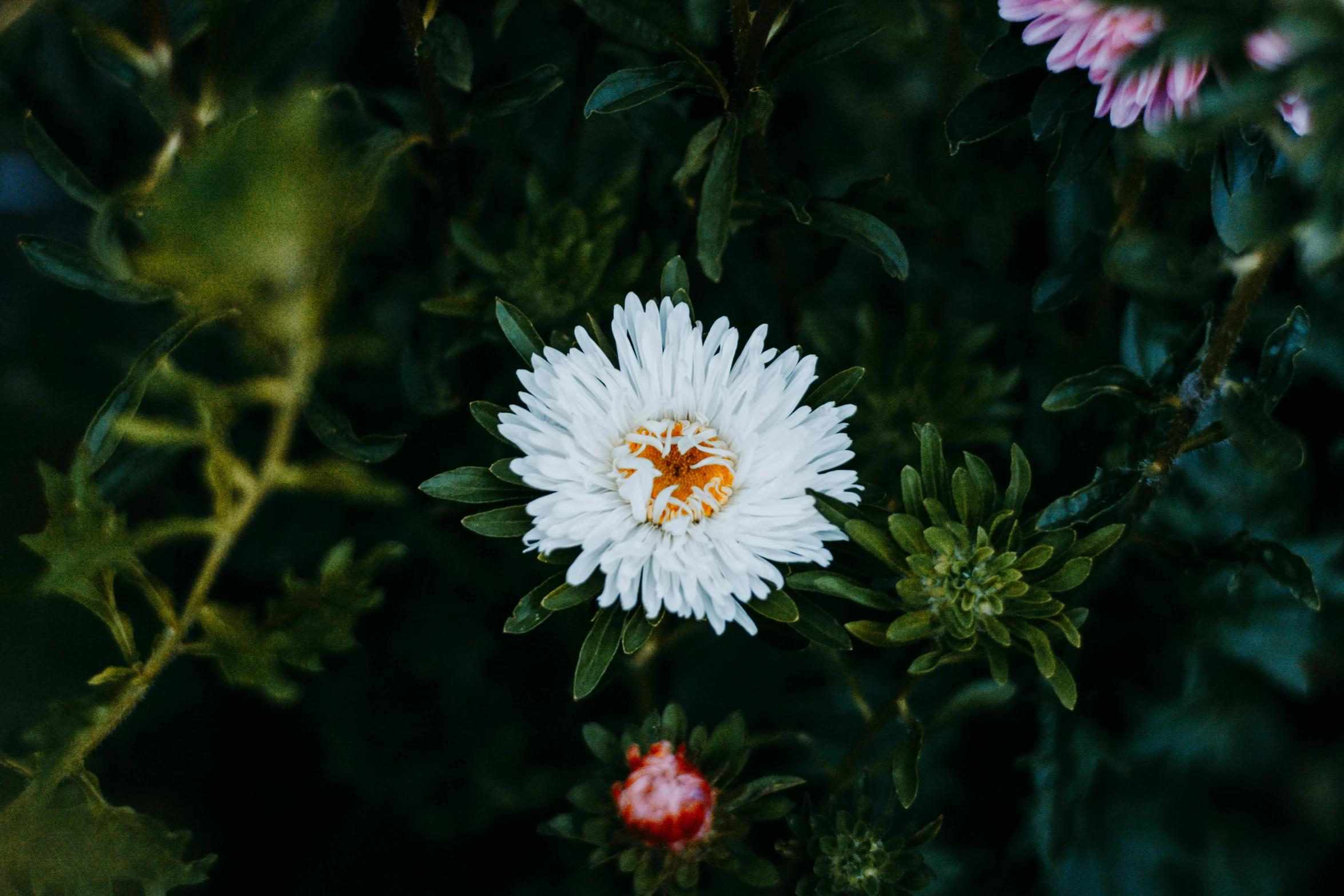 a white flower sitting on top of a lush green field, a macro photograph, inspired by Elsa Bleda, unsplash, chrysanthemum eos-1d, multicoloured, a high angle shot, ari aster