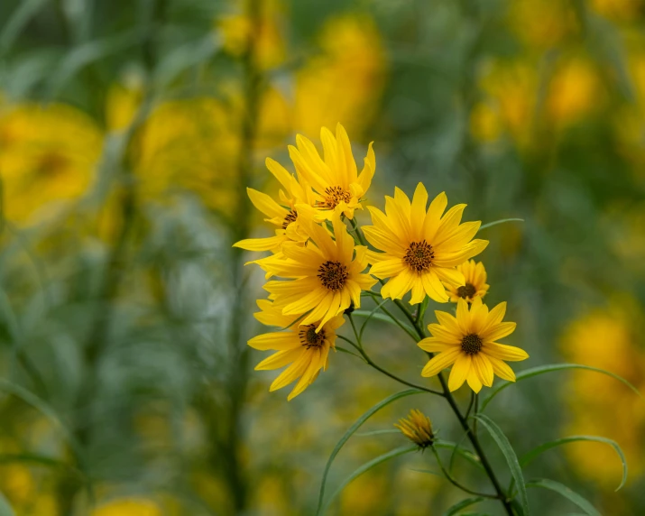 a bunch of yellow flowers in a field, a picture, by Jessie Algie, unsplash, renaissance, helianthus flowers, overcast mood, shot on sony a 7 iii, closeup photo