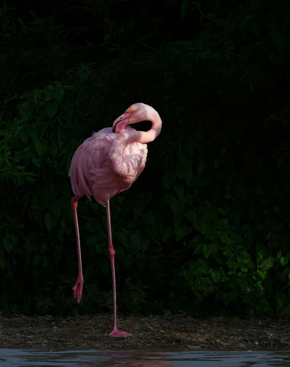 a pink flamingo standing next to a body of water, out in the dark, zoo, 2019 trending photo, male emaciated