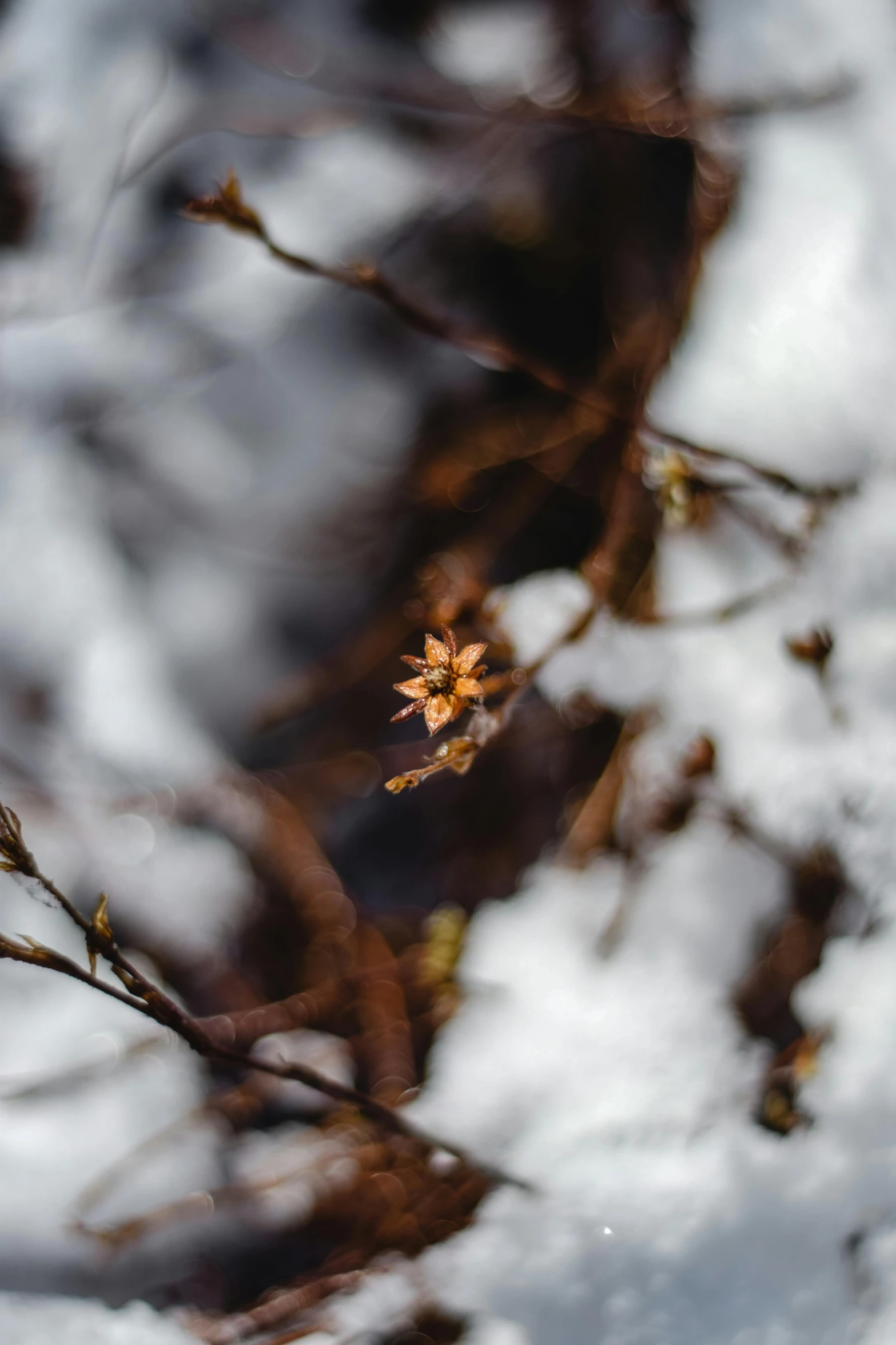 a bird sitting on a branch in the snow, a macro photograph, by Daniel Seghers, unsplash, minimalism, depicting a flower, brown, tiny stars, full frame image