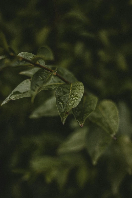 a close up of a leaf on a tree, inspired by Elsa Bleda, trending on pexels, at evening during rain, thick bushes, muted green, high quality photo