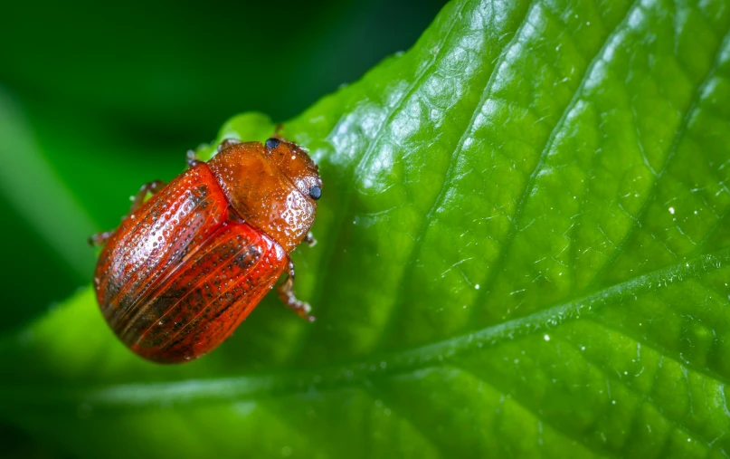 a red bug sitting on top of a green leaf, by Jan Rustem, avatar image