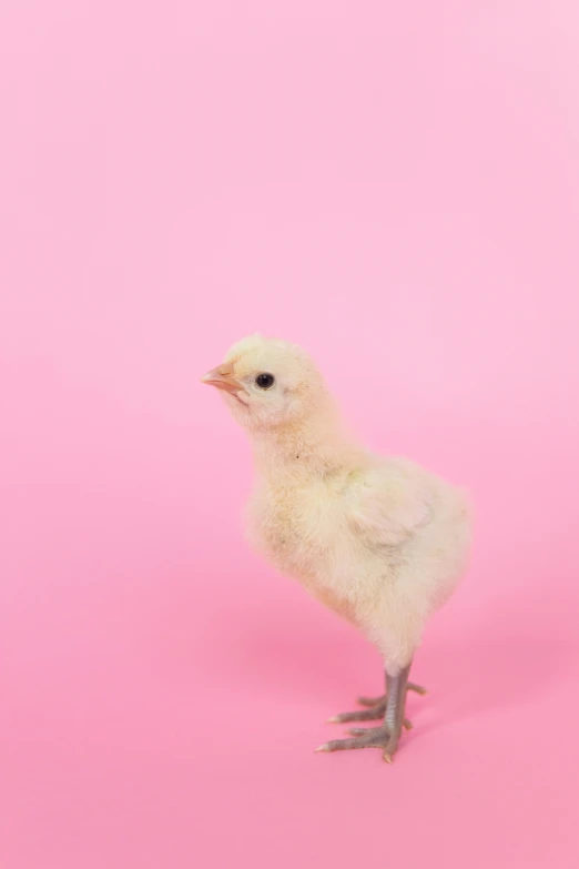 a small chicken standing on a pink surface, by Carey Morris, shutterstock contest winner, renaissance, hegre, pale!, mix, young female