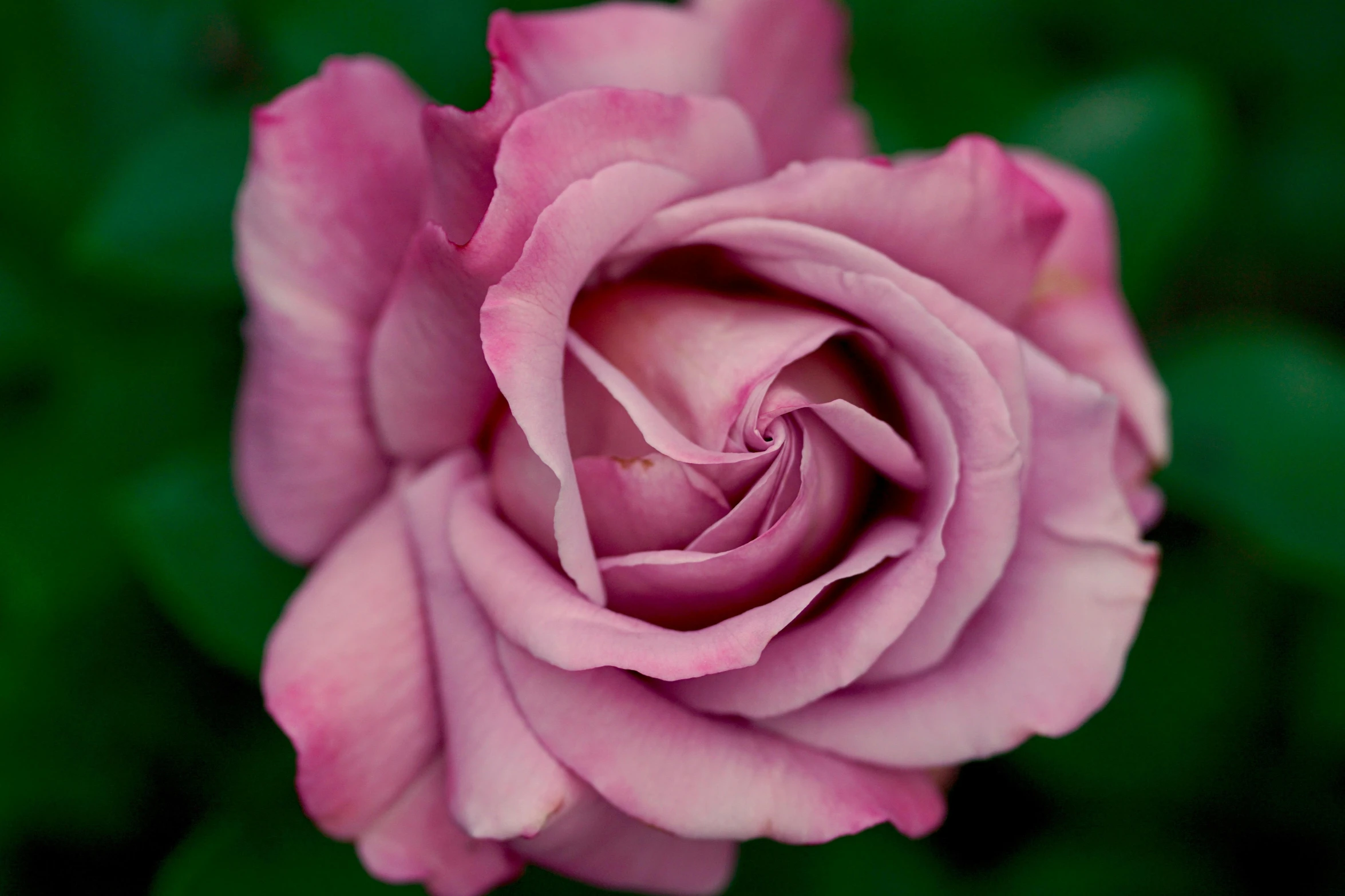 a pink rose with green leaves in the background, by Kristin Nelson, pexels contest winner, grey, purple, frontal shot, made of glazed