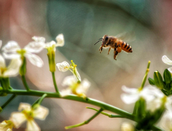 a close up of a bee flying near a flower, pexels contest winner, happening, paul barson, favela honeybee hive, leaping, bokeh ”