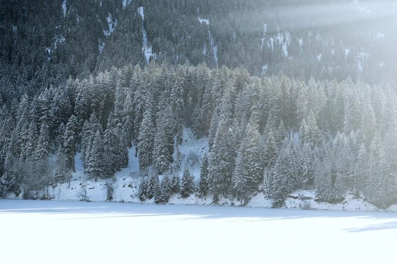 a man riding skis down a snow covered slope, a photo, inspired by Peter Zumthor, pexels contest winner, forest with lake, lush evergreen forest, grey, hyperdetailed photo