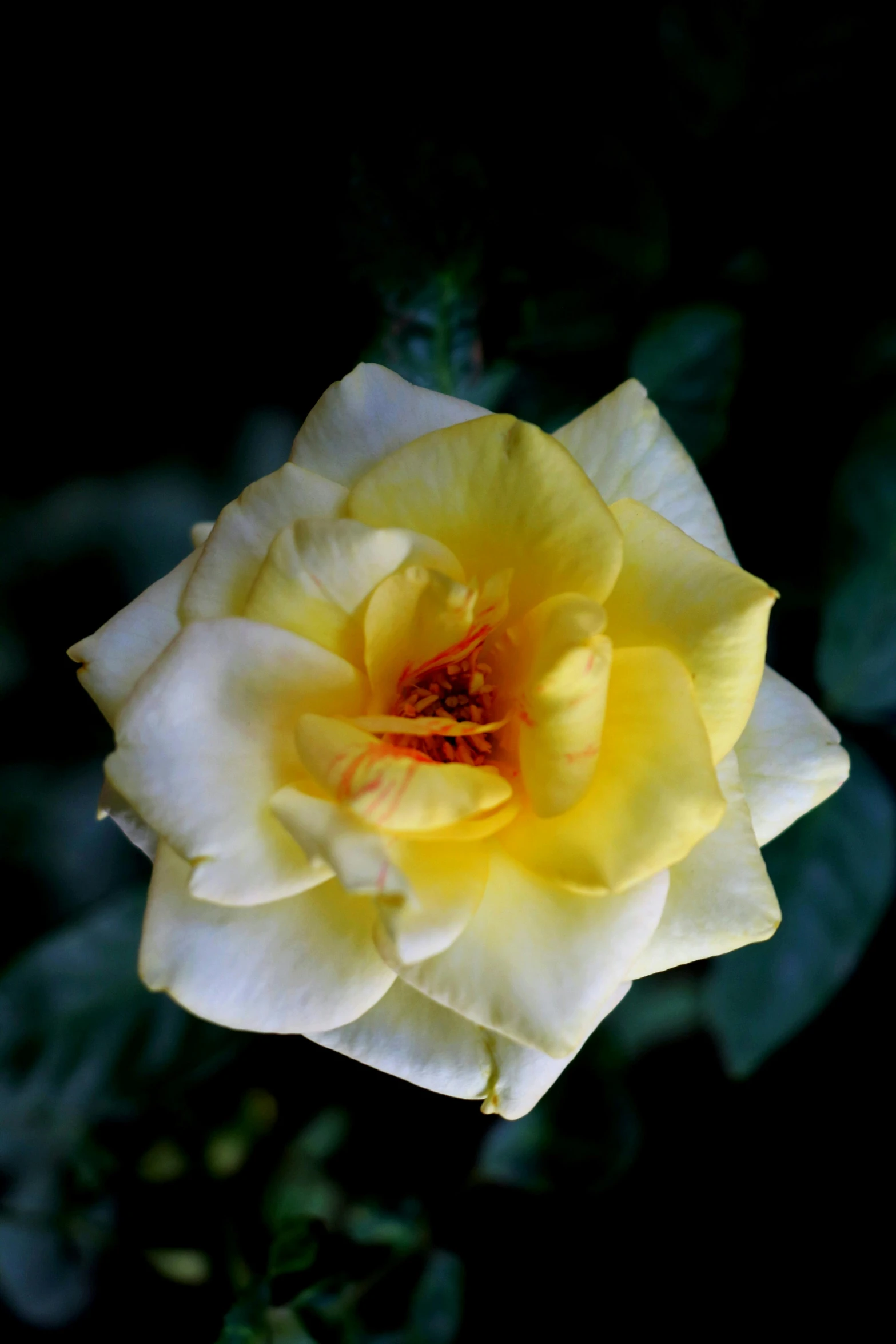 a yellow rose is blooming in the dark, inspired by Li Di, slide show, delightful surroundings, whites, single