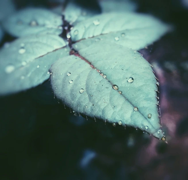 a close up of a leaf with water droplets on it, inspired by Elsa Bleda, unsplash, art photography, retro effect, cold colors, instagram post, photography of enchanted forest