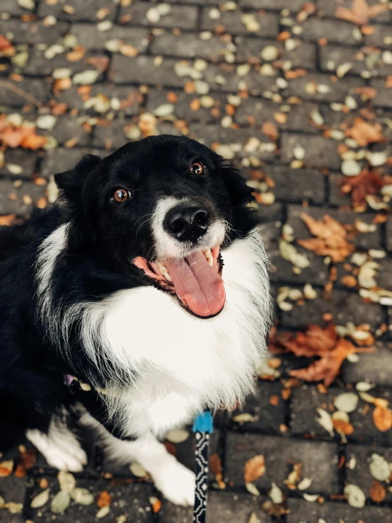 a black and white dog with its tongue hanging out, pexels contest winner, happening, sitting on a leaf, in a city park, grinning lasciviously, she is smiling and excited