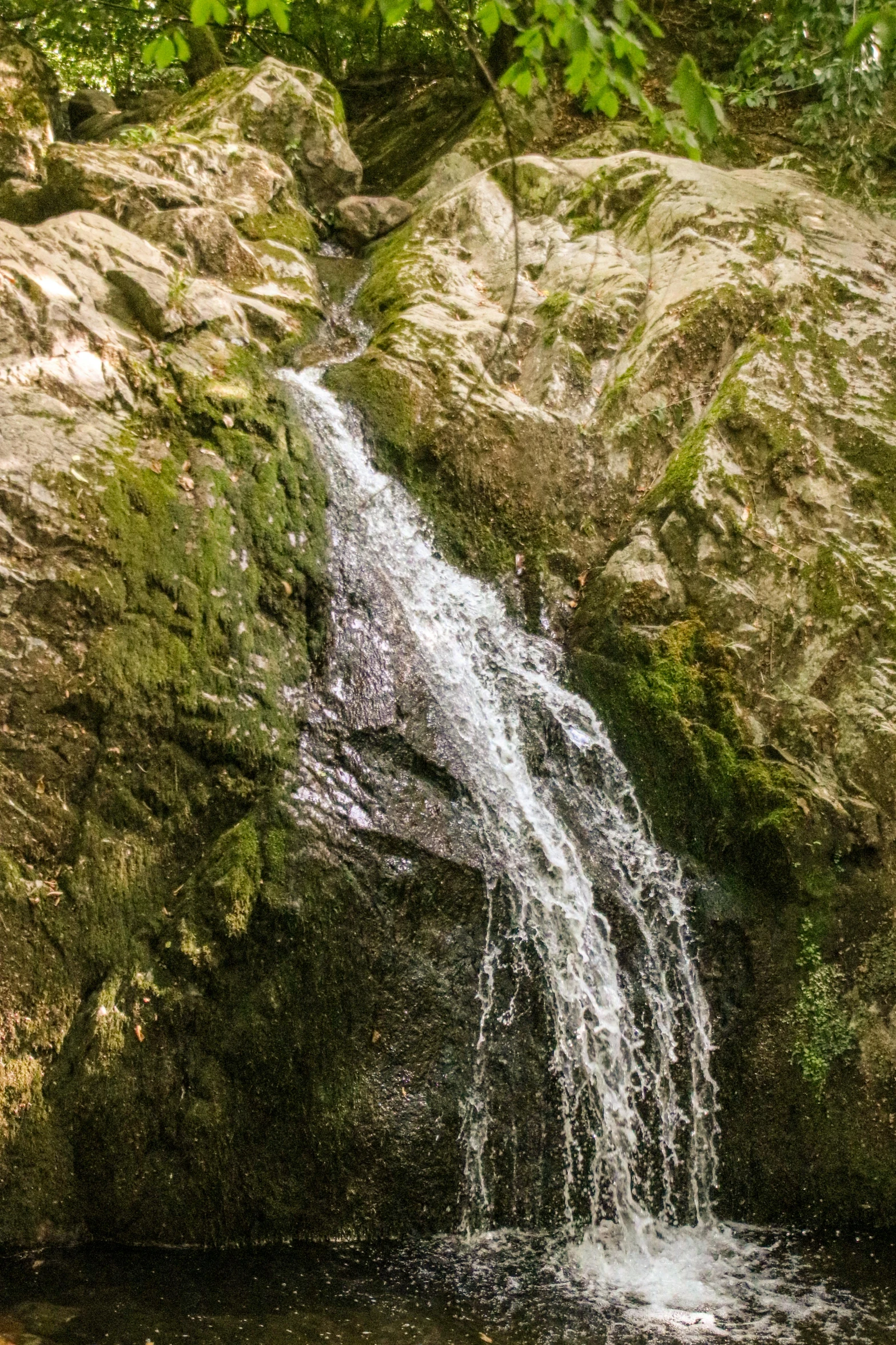 a waterfall in the middle of a lush green forest, les nabis, close-up from above, drinking, wet rocks