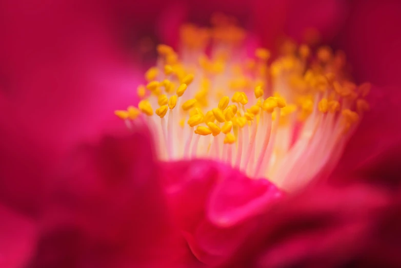 a close up of a pink flower with yellow stamen, a macro photograph, inspired by Pu Hua, unsplash, fine art, rose twining, red yellow, intricate foreground, glowing inside