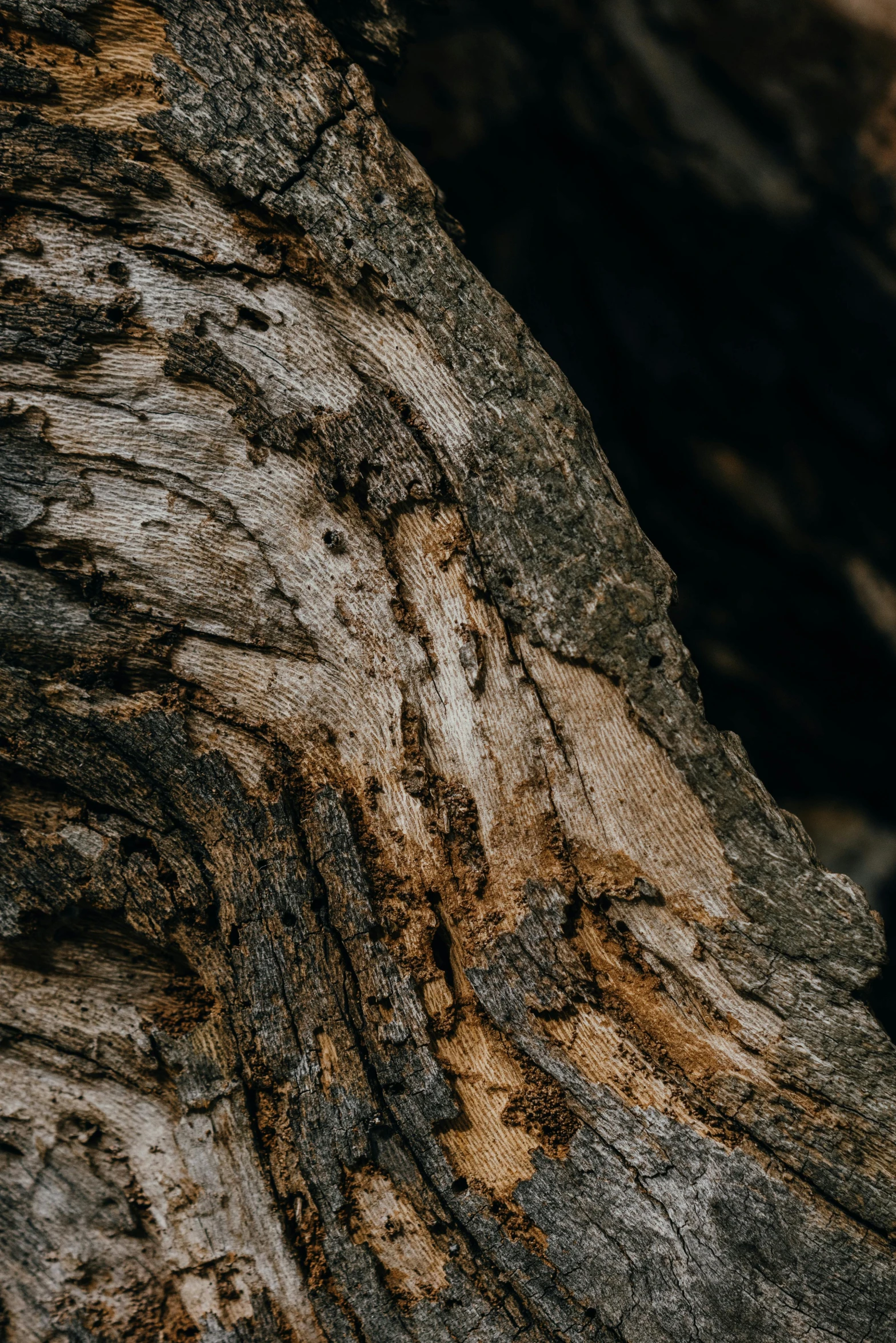 a close up of the bark of a tree, trending on pexels, captured in low light, stone and wood, in the shape of a ent, high-quality photo