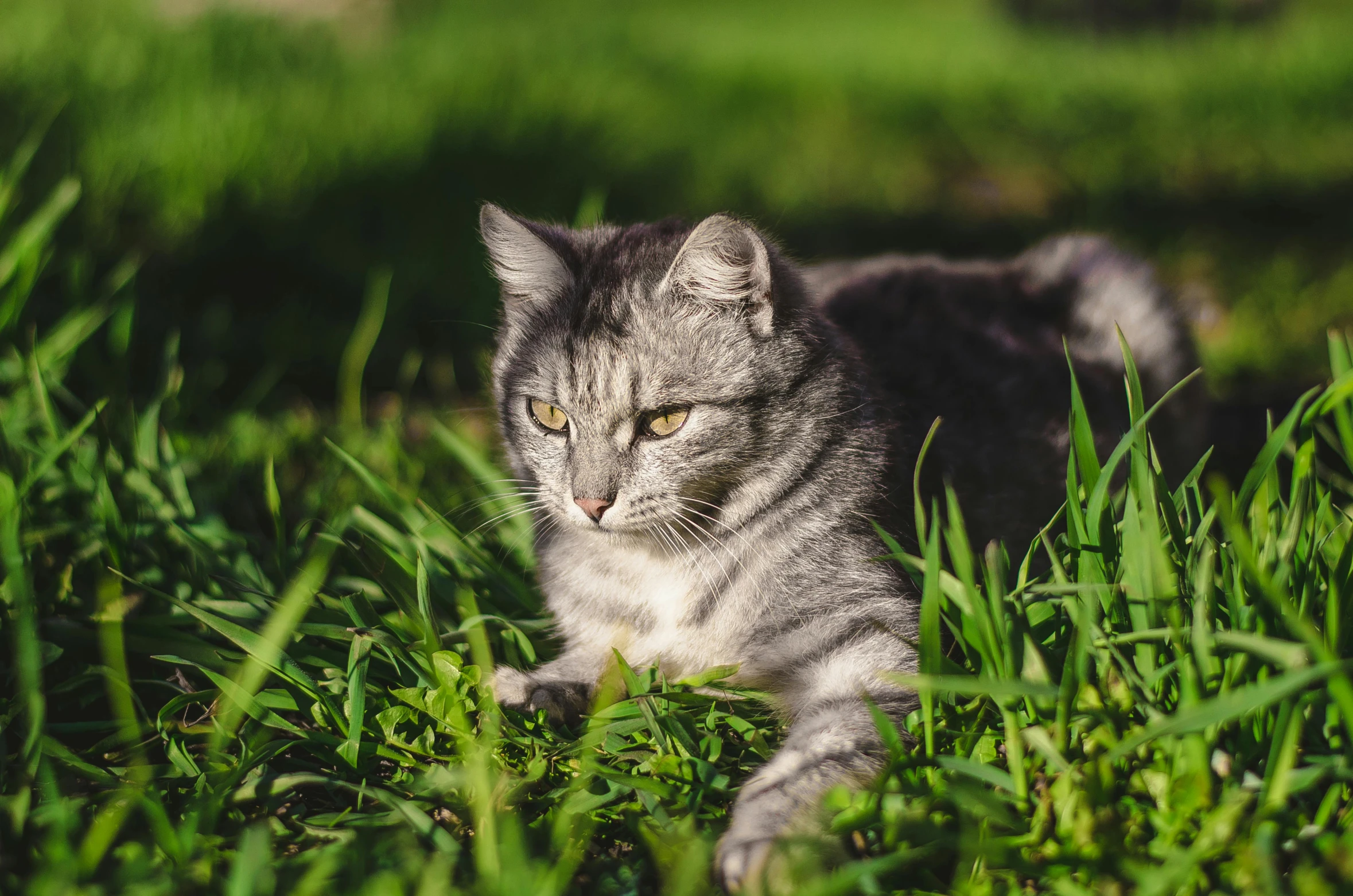 a gray and white cat laying in the grass, by Julia Pishtar, unsplash, renaissance, sunny afternoon, gaming, evening time, lush green