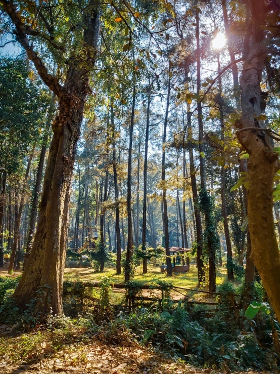 the sun shines through the trees in the woods, by Basuki Abdullah, beautiful eden garden, forest picnic, center of picture, historical setting