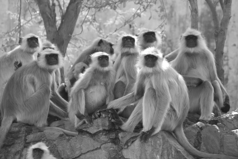 a group of monkeys sitting on top of a rock, a black and white photo, by Rajesh Soni, flickr, grey hairs, posing in disguise among humans, white hairs, 'groovy'