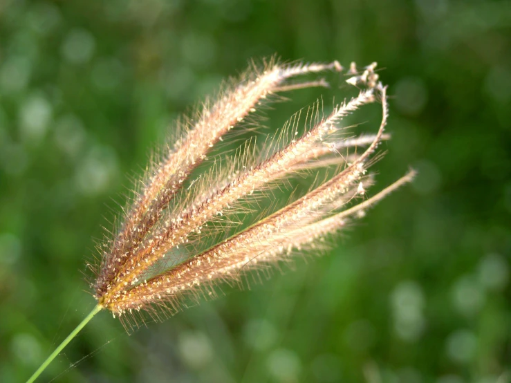 a close up of a plant with a blurry background, a macro photograph, by David Simpson, pexels, hurufiyya, long grass, golden glistening, furry tail, natural realistic render