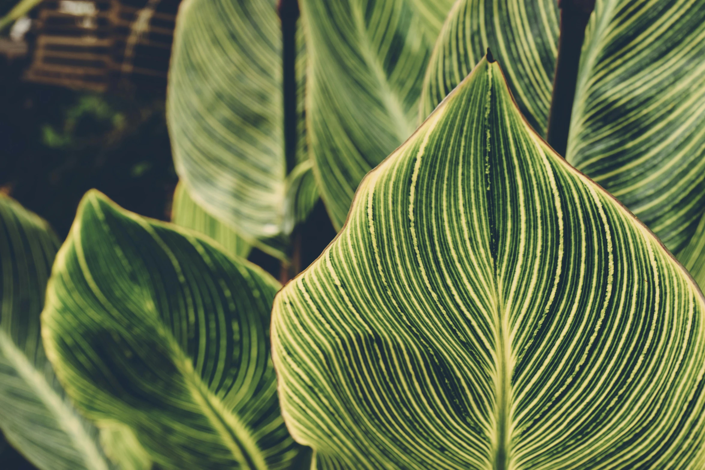 a close up of a plant with green leaves, trending on pexels, art nouveau, striped, multiple stories, exotic, instagram post