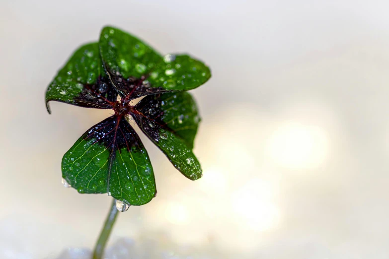 a close up of a plant with water droplets on it, by Adam Marczyński, unsplash, minimalism, four leaf clover, celtics, resin, on a pale background