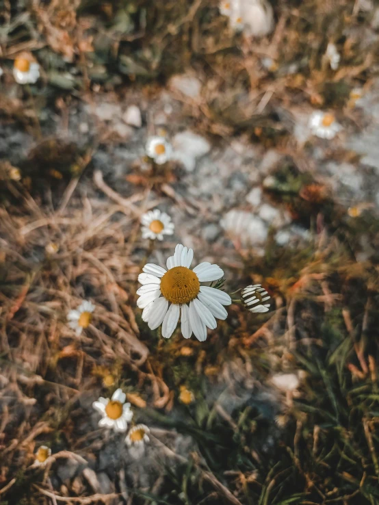 a white flower sitting on top of a grass covered field, by Anna Boch, unsplash contest winner, chamomile, taken on iphone 14 pro, a high angle shot, gold flaked flowers