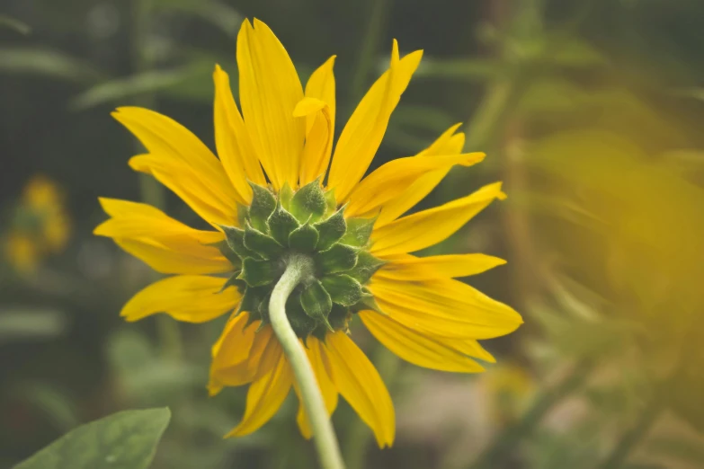 a close up of a yellow flower with a blurry background, by Carey Morris, unsplash, renaissance, helianthus flowers, bending down slightly, viewed from behind, today\'s featured photograph 4k