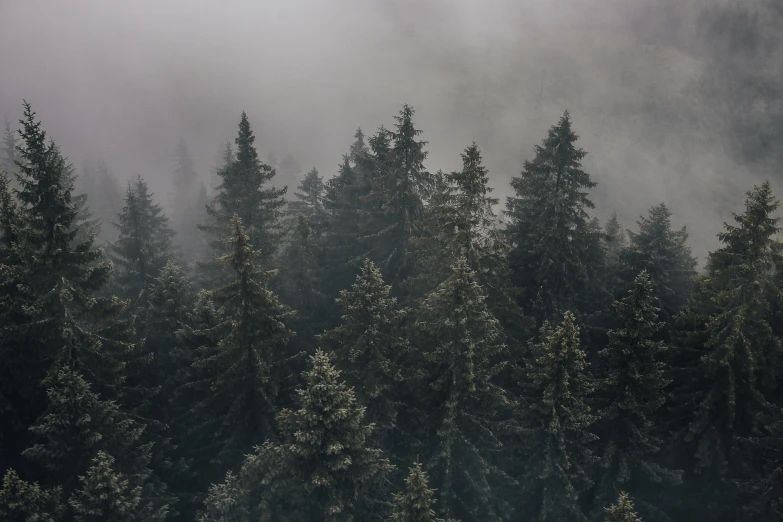 a forest filled with lots of trees covered in fog, inspired by Elsa Bleda, pexels contest winner, overcast gray skies, pine trees, a cold, evergreen