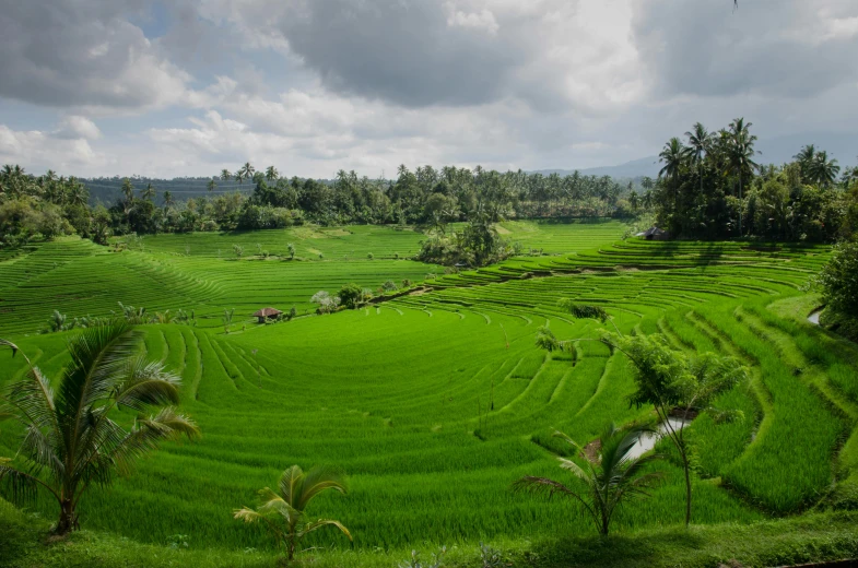 a lush green rice field surrounded by palm trees, by Jessie Algie, pexels contest winner, staggered terraces, an expansive grassy plain, panoramic, grey