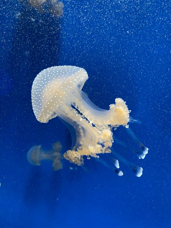 a couple of jellyfish swimming next to each other, unsplash, giant whale tank with legs, jelly - like texture. photograph, slide show, no watermarks