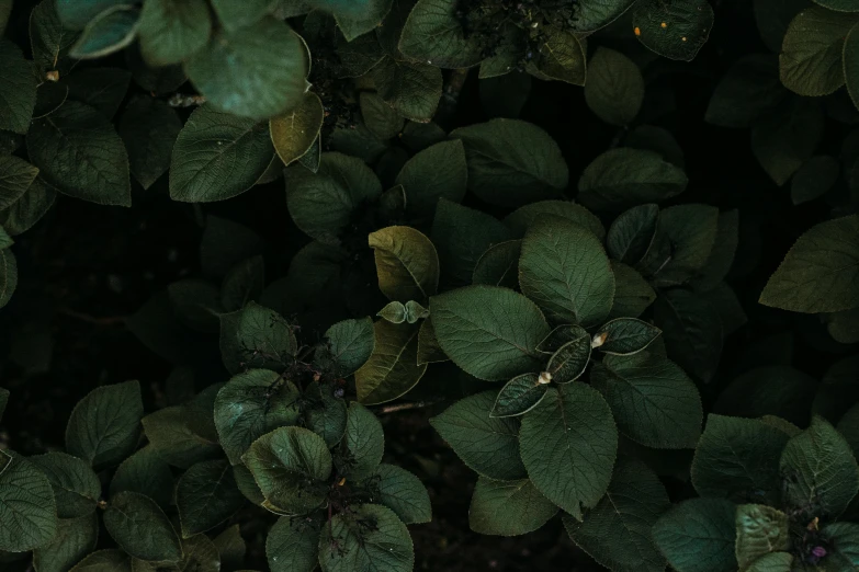 a red fire hydrant sitting on top of a lush green field, inspired by Elsa Bleda, unsplash contest winner, australian tonalism, very large basil leaves, alessio albi, high angle close up shot, black and teal paper