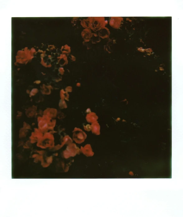 a polaroid picture of a bunch of flowers, inspired by Elsa Bleda, red neon roses, 6