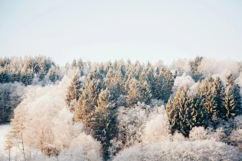 a herd of cattle grazing on top of a snow covered field, inspired by Elsa Bleda, pexels contest winner, forest trees, bright nordic forest, a cozy, glittering ice