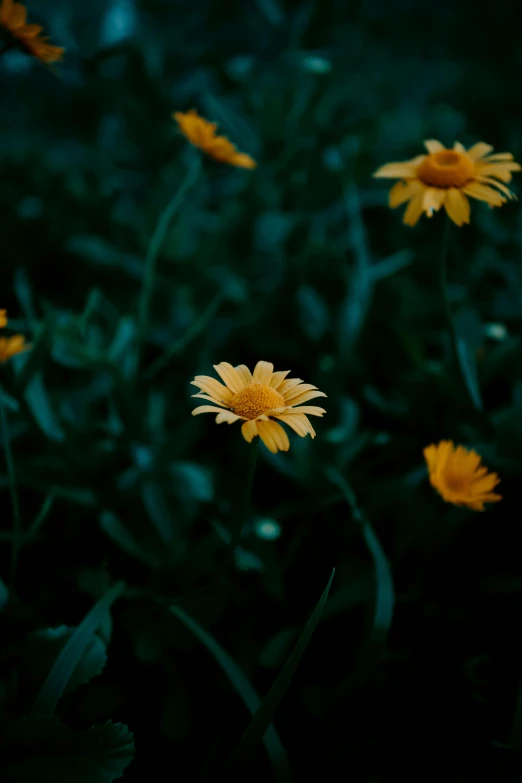 a bunch of yellow flowers sitting on top of a lush green field, inspired by Elsa Bleda, unsplash, minimalism, very dark background, chrysanthemum eos-1d, night mood, slightly smirking