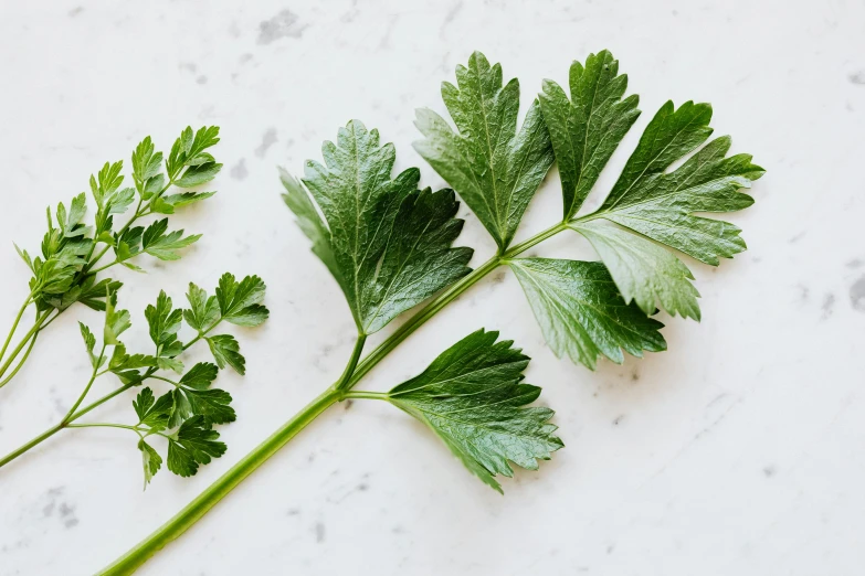 a bunch of green leaves sitting on top of a table, trending on pexels, hurufiyya, herb, pale as marble, detailed product shot, image split in half