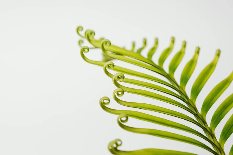 a close up of a fern leaf with water droplets, trending on pexels, art nouveau, paper quilling, realistic glass sculpture, miniature product photo, curved
