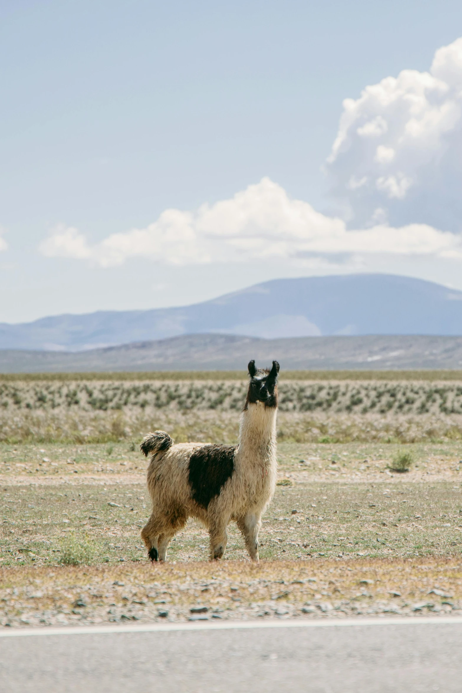 a llama standing on the side of a road, rey, wide open space, jen atkin, in chuquicamata