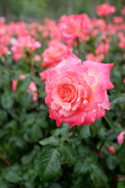 a field of pink roses with water droplets on them, vibrant but dreary orange, an award winning, glazed