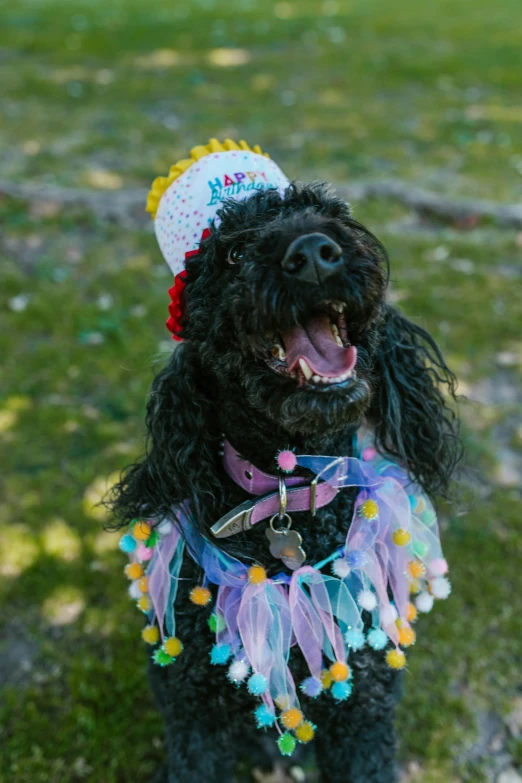 a small black dog wearing a birthday hat, unsplash, happening, wearing a dress made of beads, happy colours, dressed in a lacy, smiling coyly