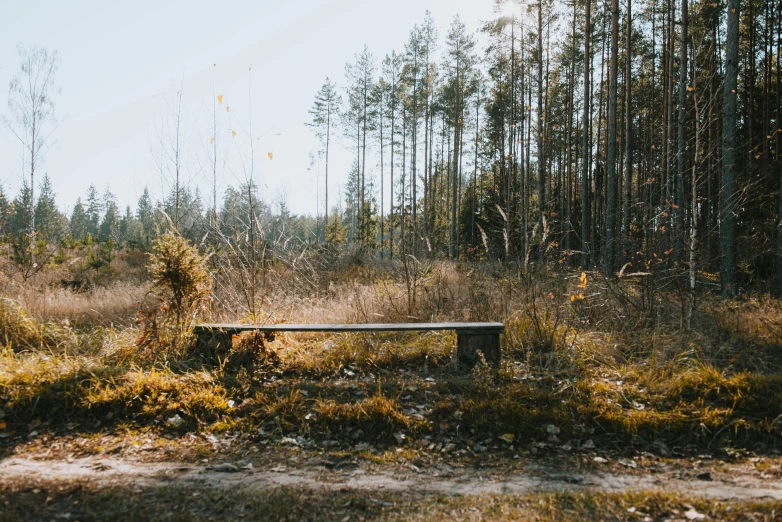 a bench sitting in the middle of a forest, by Attila Meszlenyi, unsplash, land art, sparse vegetation, alexander abdulov, at a clearing, campsites