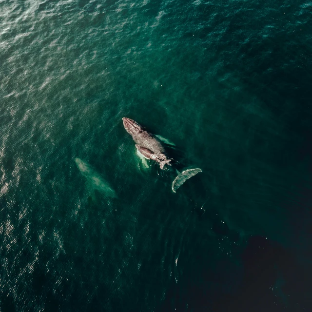 an aerial view of a humpback whale swimming in the ocean, by Adam Marczyński, pexels contest winner, shipwreck, beautiful wallpaper, multiple stories