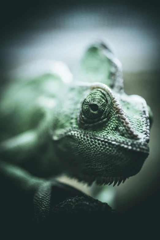 a close up of a chamelon's face, by Adam Marczyński, pexels contest winner, renaissance, muted green, full body close-up shot, madagascar, high angle closeup portrait