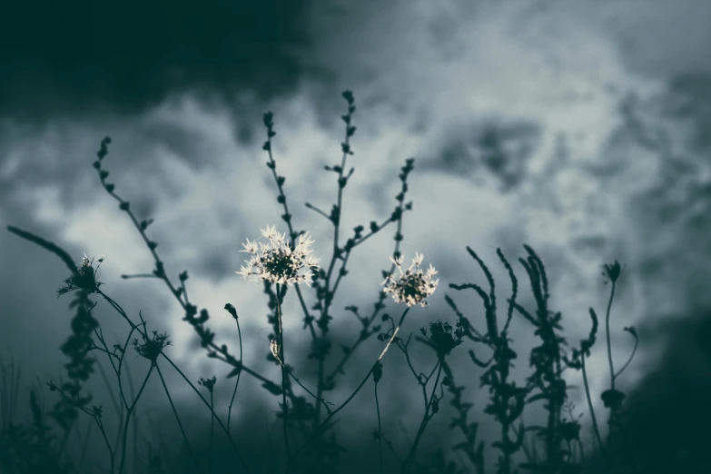 a black and white photo of flowers against a cloudy sky, inspired by Elsa Bleda, unsplash contest winner, art photography, overgrown with weeds, cold colors, night mood, alessio albi