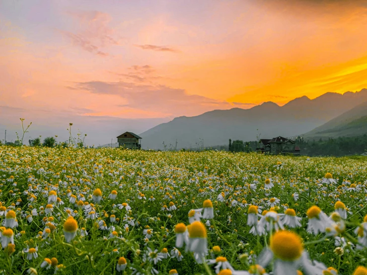 a field full of flowers with mountains in the background, during a sunset, assamese aesthetic, chamomile, permaculture