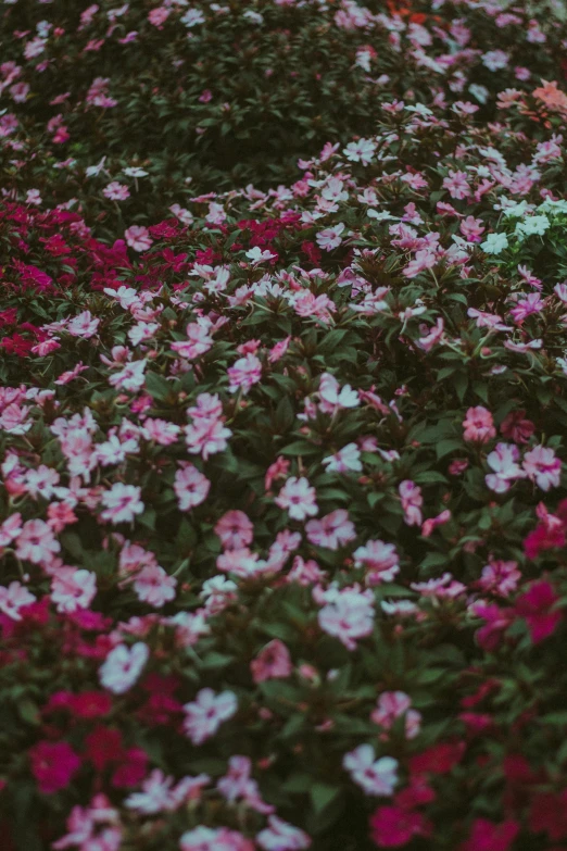a field full of pink and white flowers, an album cover, inspired by Elsa Bleda, trending on unsplash, dark flowers, lush garden leaves and flowers, multi colored, lobelia