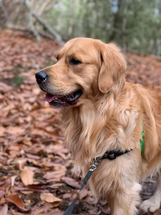 a dog that is standing in the leaves, in front of a forest background, profile image, golden, large)}]