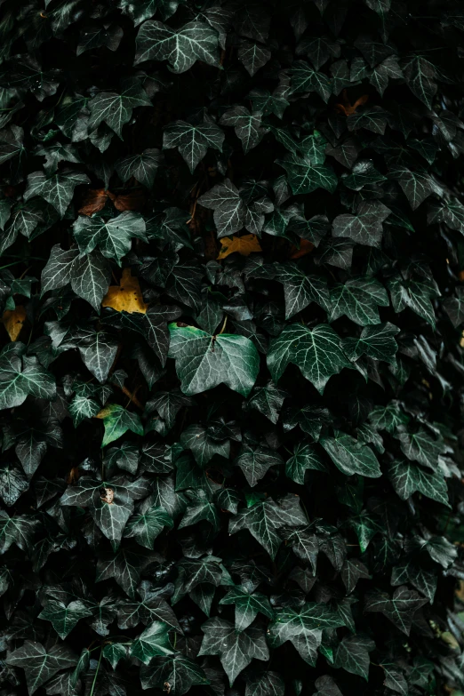 a fire hydrant in front of a wall of ivy, an album cover, inspired by Elsa Bleda, hurufiyya, against a deep black background, zoomed out to show entire image, large leaves, alessio albi