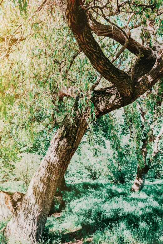 a couple sitting on a bench under a tree, a colorized photo, inspired by Elsa Bleda, unsplash, arts and crafts movement, weeping willows, glorious sunlight, twisted trunk, full frame image
