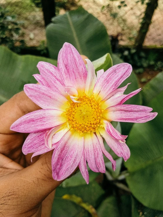 a person holding a pink flower in their hand, pink and yellow, assamese, in bloom greenhouse, instagram post