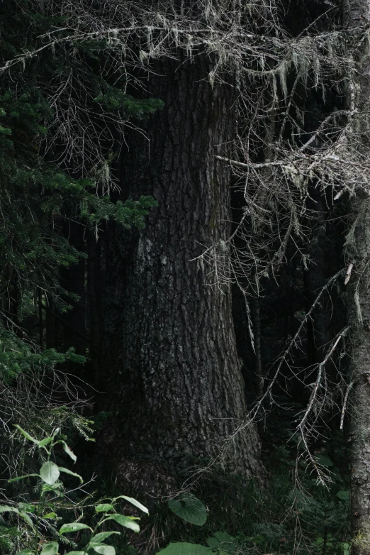 a red fire hydrant sitting in the middle of a forest, an album cover, hurufiyya, black fir, ((trees)), zoomed in, massive wide trunk