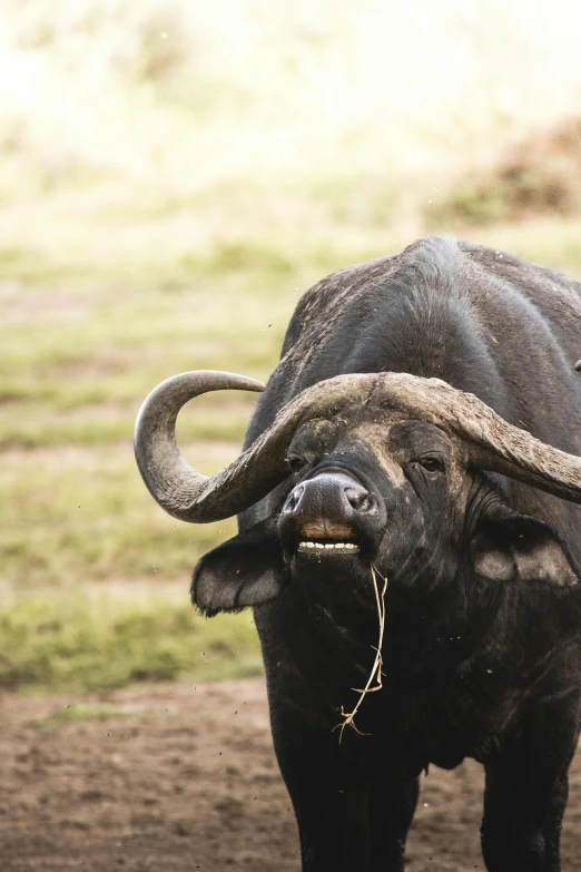 a large buffalo standing on top of a dirt field, by Jan Tengnagel, trending on unsplash, baroque, tongue out, cow horns, dynamic closeup, african sybil