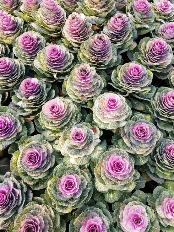 a close up of a bunch of purple flowers, manicured solarpunk greenery, in rows, natural point rose', kaleidoscopic