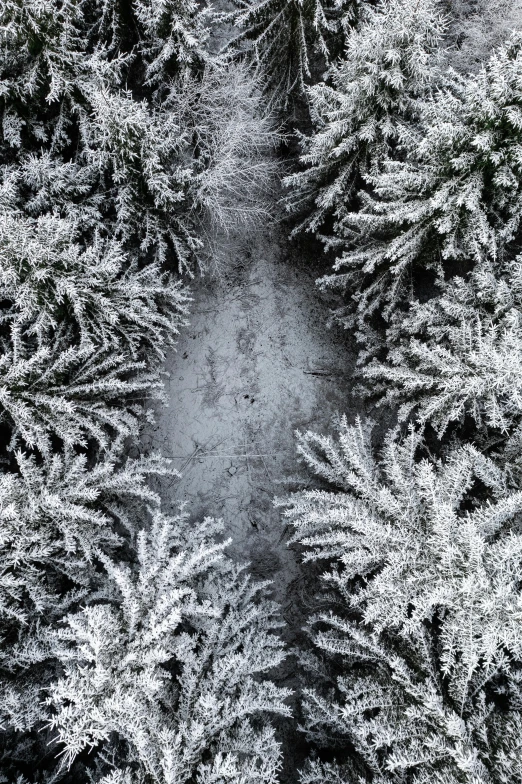 a forest filled with lots of trees covered in snow, inspired by Pierre Pellegrini, pexels contest winner, land art, looking down at you, ice arrows, covered in white flour, detailed photo 8 k